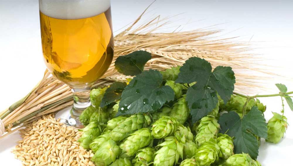 Microbiologically Important Components in Hoppy Beers (Part 2)