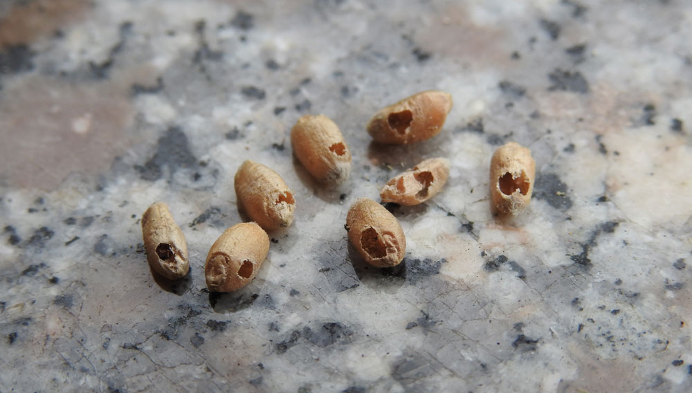 Schwere Fraßschäden durch Kornkäferlarven - übrig bleiben leere Getreidehülsen