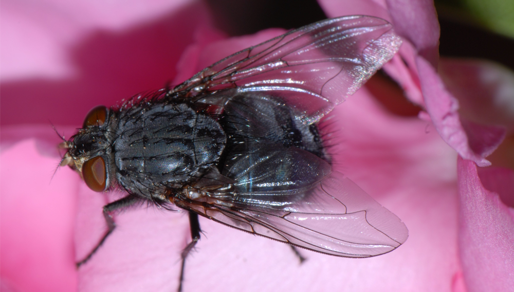 Fliegen werden über UV-Insektenfanglampen überwacht; der Schädlingsbekämpfer sollte nur neue Geräte mit Klebefolien einsetzen