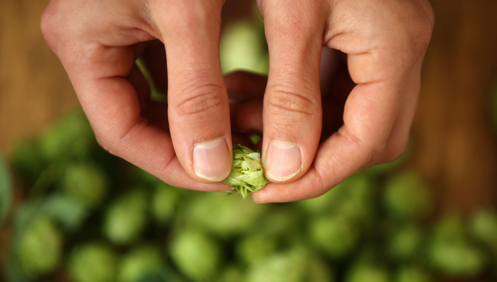 Hopfen (Foto: Die Freien Brauer GmbH)