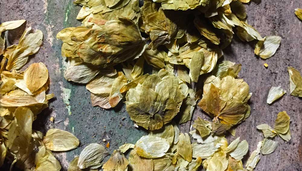 Hops aged approximately three years	(Photo: Christopher McGreger)
