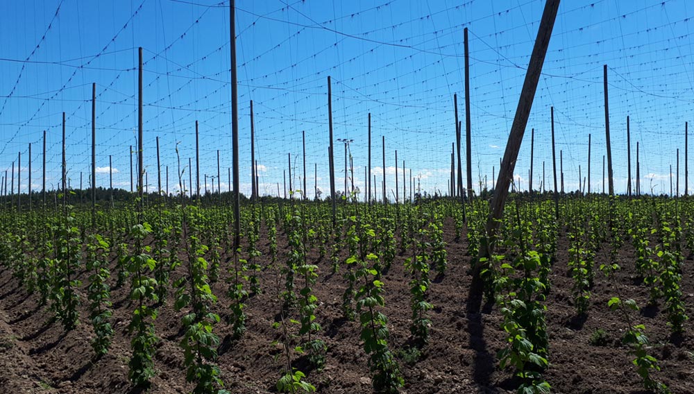 Pflanzenstand Hopfen im Tettnanger Anbaugebiet im Juni 2019