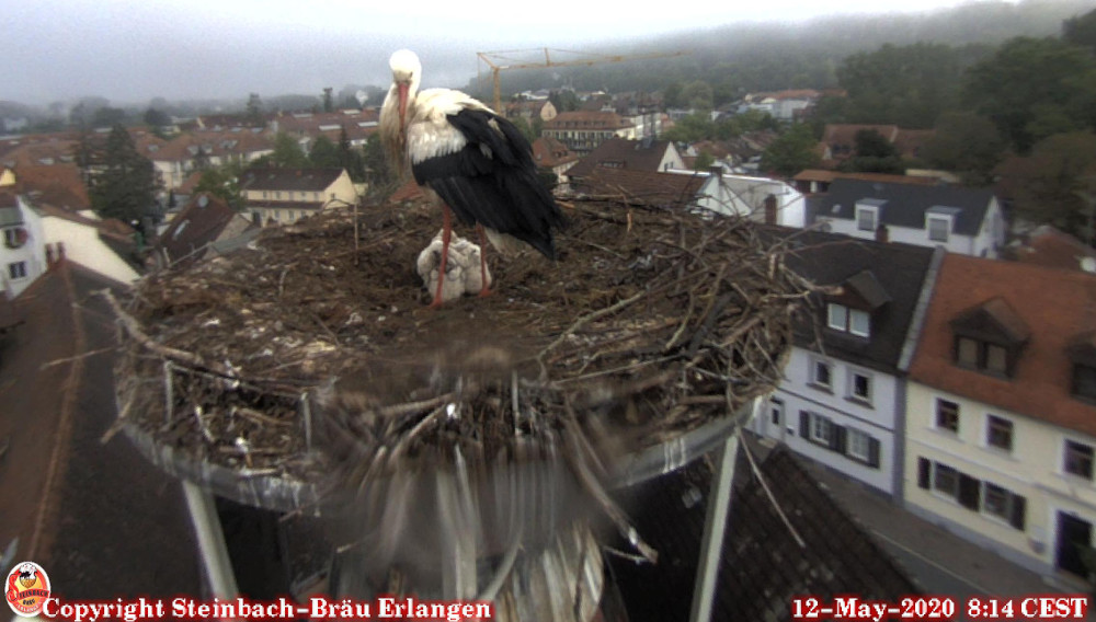 Die Namensgeber des Storchenbiers von Steinbräu, Erlangen – mit Nachwuchs! (Foto: Steinbach Bräu)