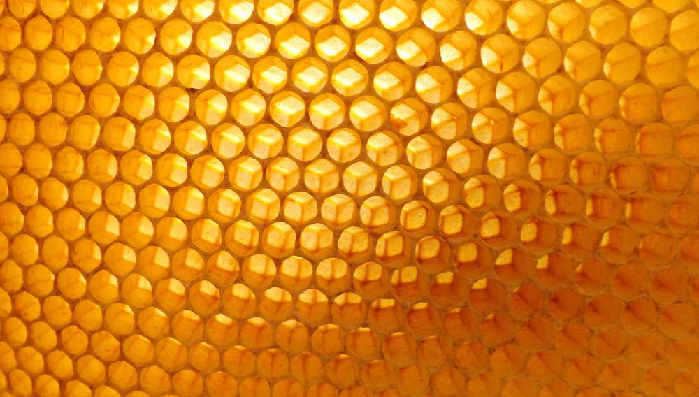Bienenwabe (Foto: Seagul auf Pixabay)