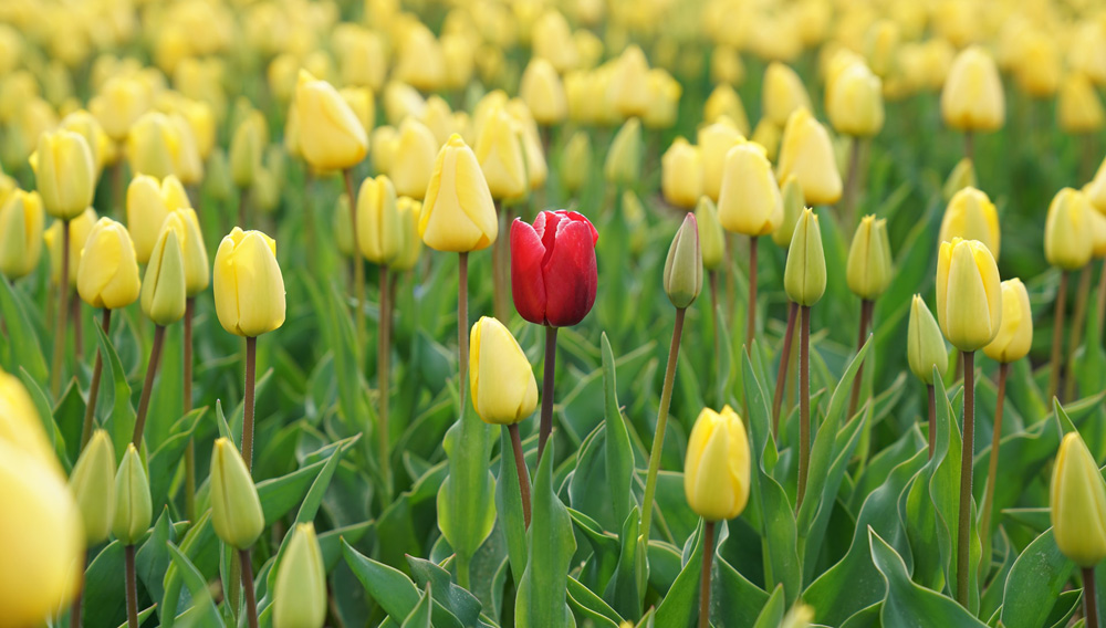 Eine rote Tulpe in einem Feld gelber Tulpen (Foto: Rupert Britton auf Unsplash)