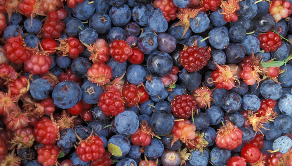 Fruchtige Aromen wie z.B. Waldbeeren runden das Aromaprofil des Versuchsbieres mit Cyberlindnera saturnus ab (Foto: WikiImages auf Pixabay)