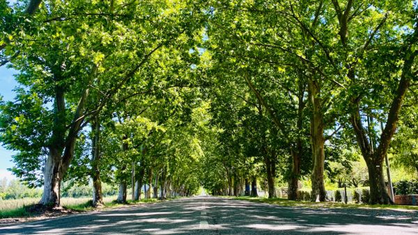 Über eine fünf Kilometer lange Alle aus Platanen gelangt der Besucher nach Saladillo