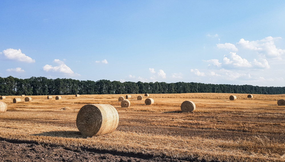 Die Ukraine ist der fünftgrößte Exporteur von Weizen weltweit (2019) (Foto: OBV _design auf Unsplash)