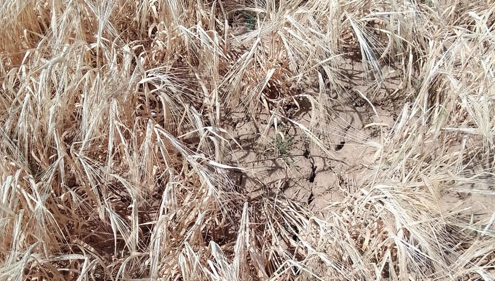 Trockener Boden in einem Braugerstenfeld