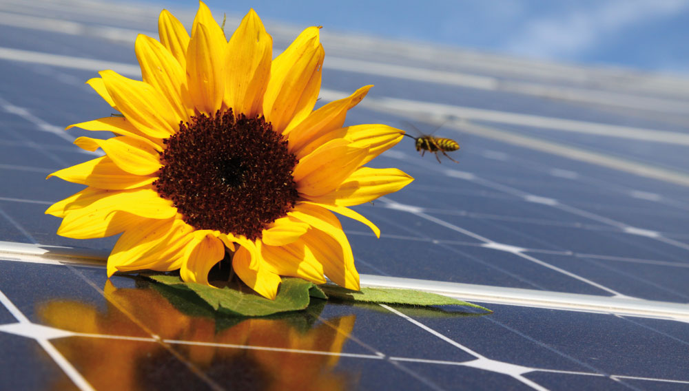 Sonnenblume mit Biene auf Photovoltaik-Modul