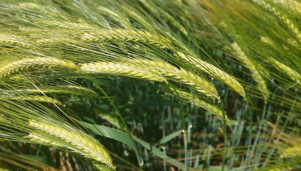 Grüne Gerstenähren auf einem Feld