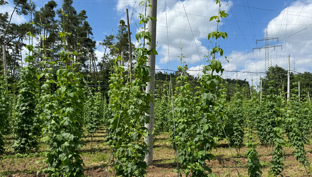 Hopfengarten in Spalt