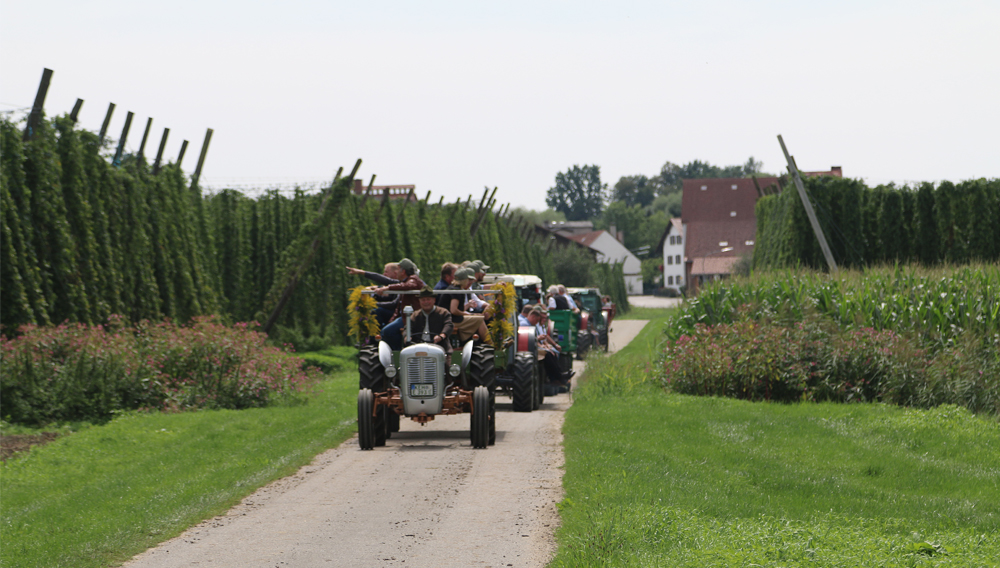 Fahrt durch die Hopfengärten der Hallertau mit Oldtimer-Bulldogs