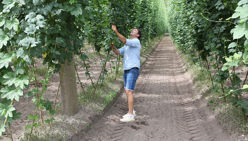 Ein Leuchtturm für den Bio-Hopfen