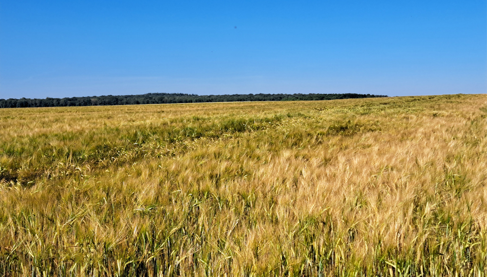 Feld mit Sommerbraugerste im Juli 2024