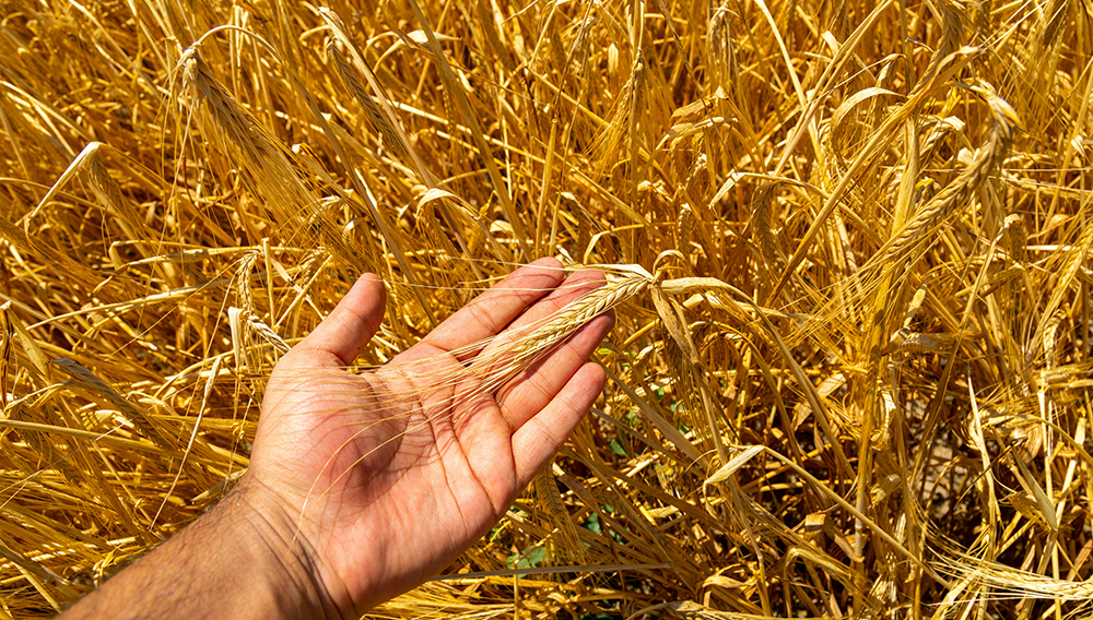 Eine Gerstenähre auf einem Feld liegt in einer Hand (Foto: Collab Media auf Unsplash)