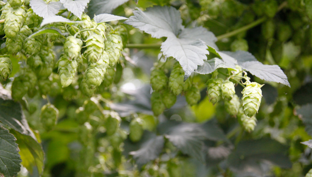 Hopfendolden in einem Hopfengarten