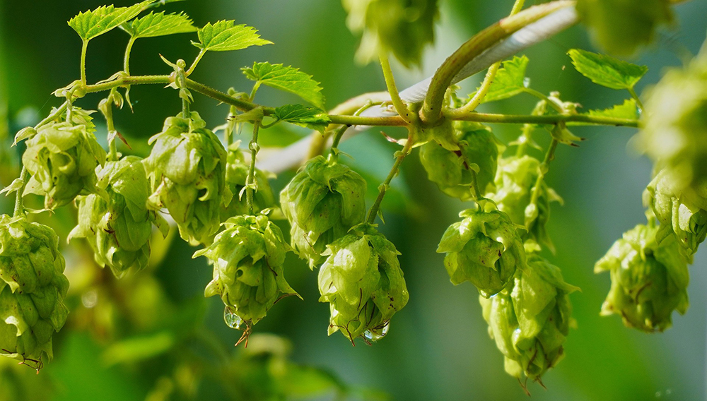 Beurteilung von klimatoleranten Aromahopfensorten für die Bierherstellung