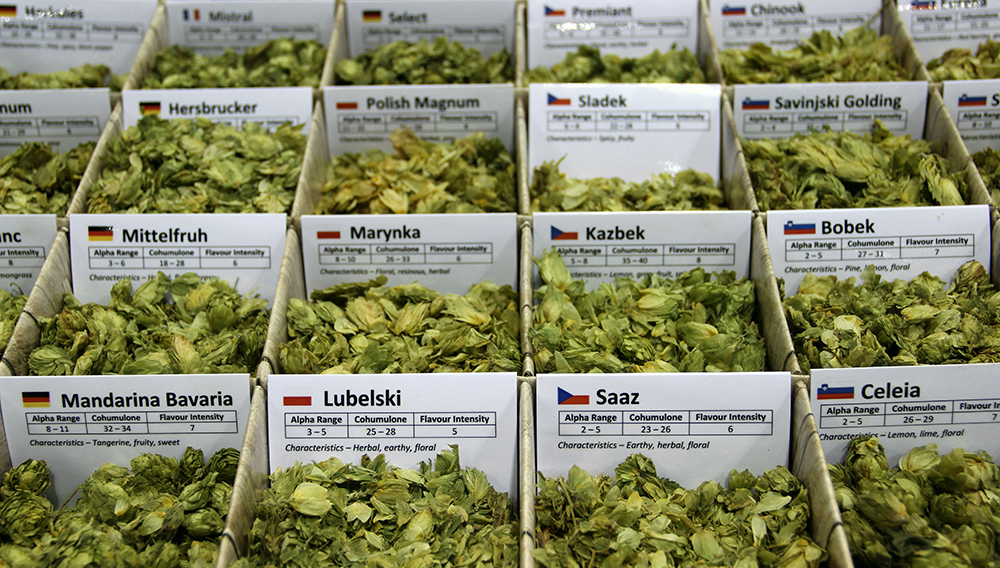 „Thiol Impact“ – Eine hilfreiche Eingruppierung von Hopfensorten