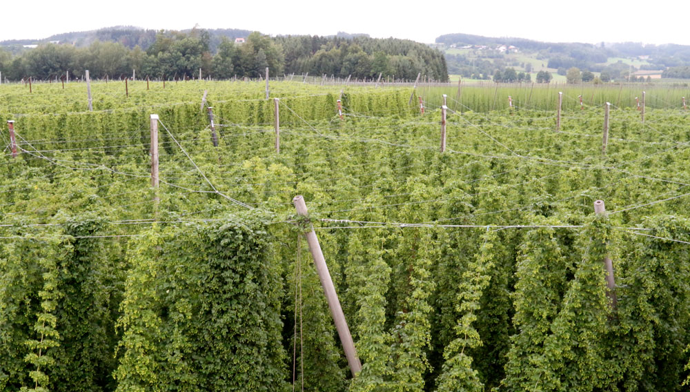 Blick über Tettnanger Hopfengärten