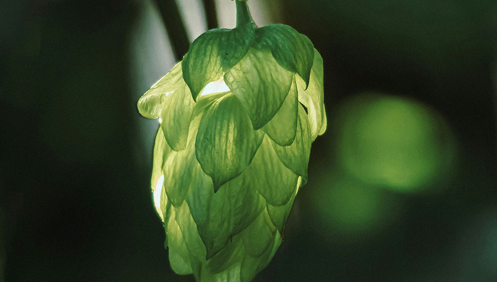 Hopfendolde wird von hinten mit Licht durchflutet (Foto: Gidlark auf Unsplash)