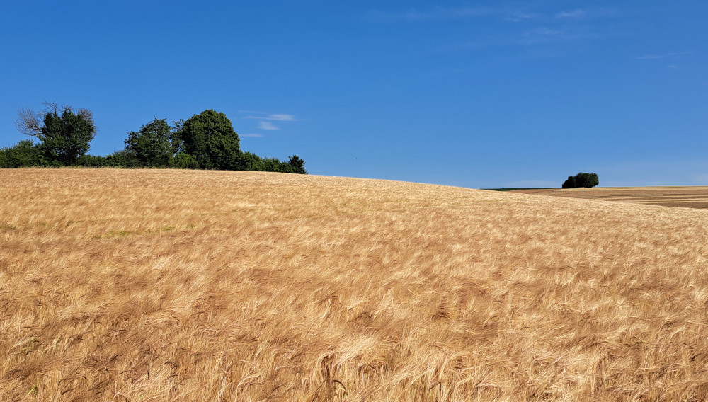 Wenig Freude an der guten Ernte