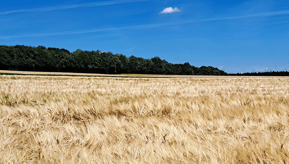 Gute Ernteergebnisse stoßen auf angespannten Markt