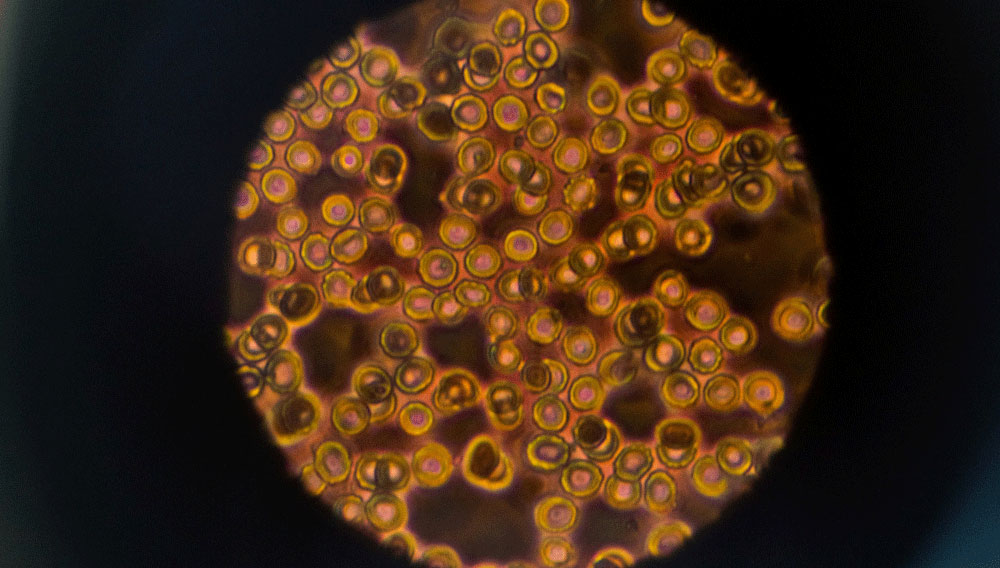 Qualitätssicherung bei alkoholfreien Bieren