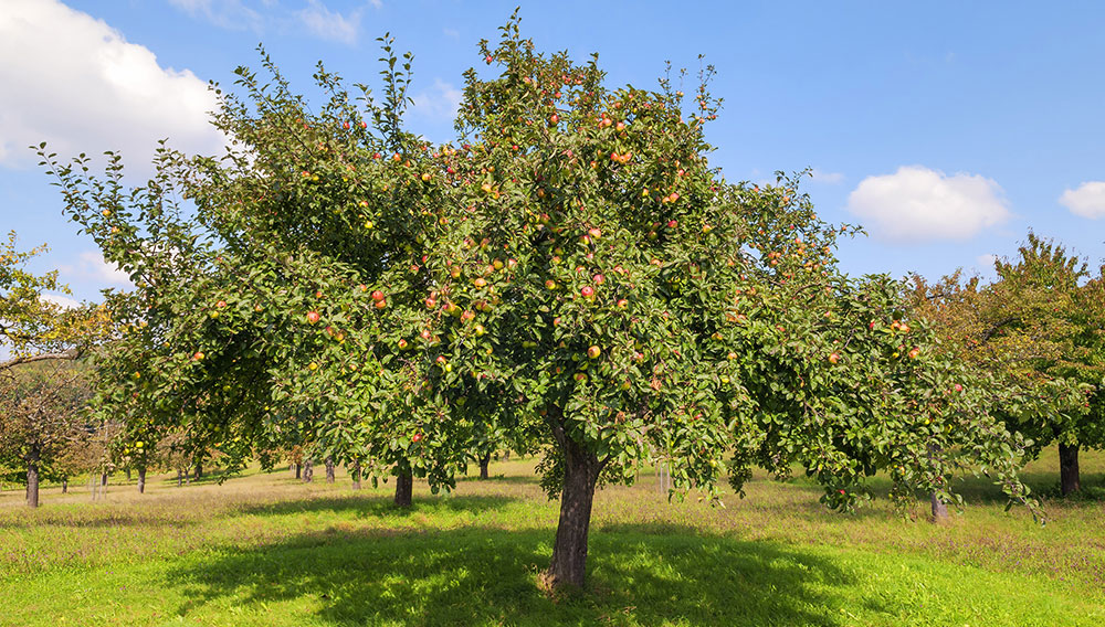 Modernisierung einer Pasteurisierungsanlage