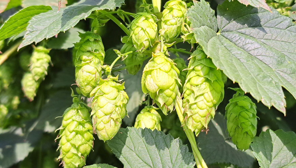 Vermarktung von Hopfen für die argentinische Craft Bier-Industrie