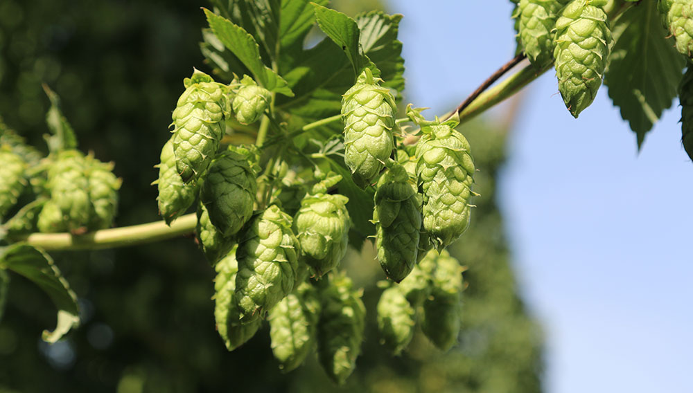 Huell Classic: Die Zukunft des deutschen Edelhopfens – Teil 1
