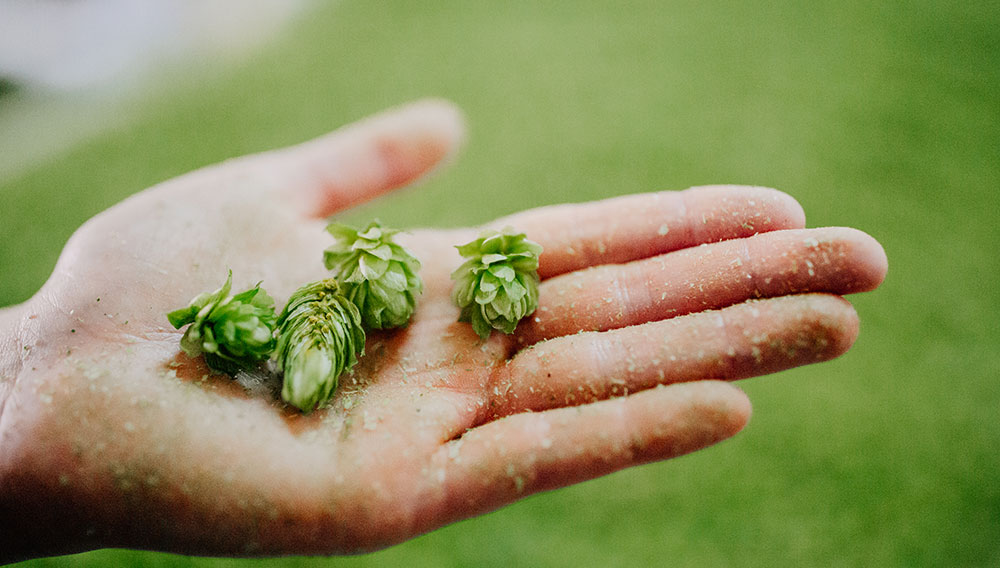 Mehr als nur Bitterstofflieferant