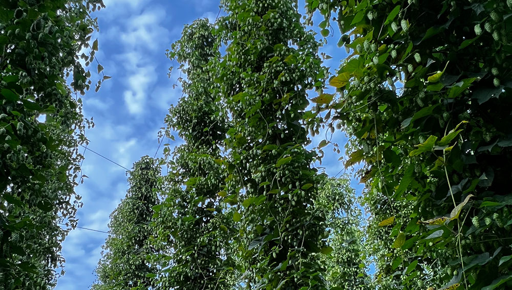 Huell Classic: Die Zukunft des deutschen Edelhopfens – Teil 2