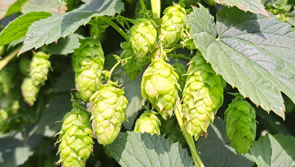 Stellungnahme: DFA-Rückstände in Hopfen