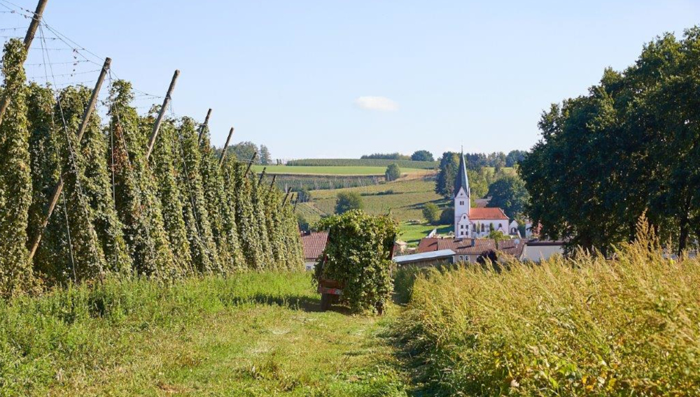 Blick in einen Hopfengarten (Foto: Verband Deutscher Hopfenpflanzer e.V.)