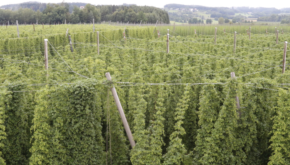 Blick über einen Hopfengarten in der Hallertau