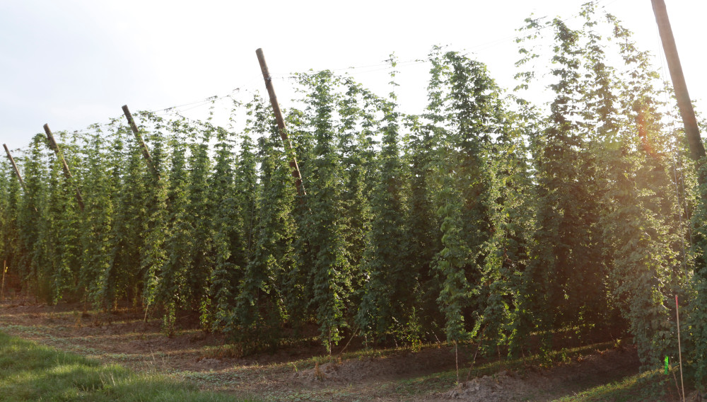 Hopfengarten in der Hallertau