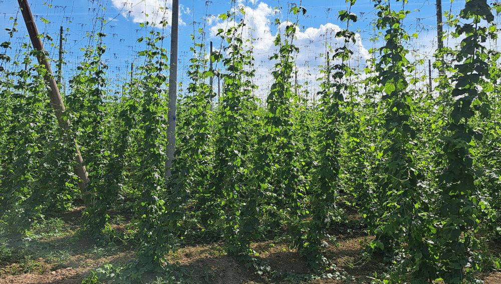 Hopfenaroma im Bier mit konventioneller Hopfung im Heißbereich