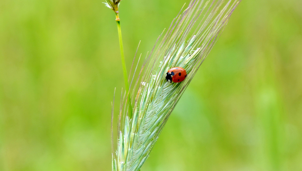 Verarbeitungsfaktoren in der Brauerei
