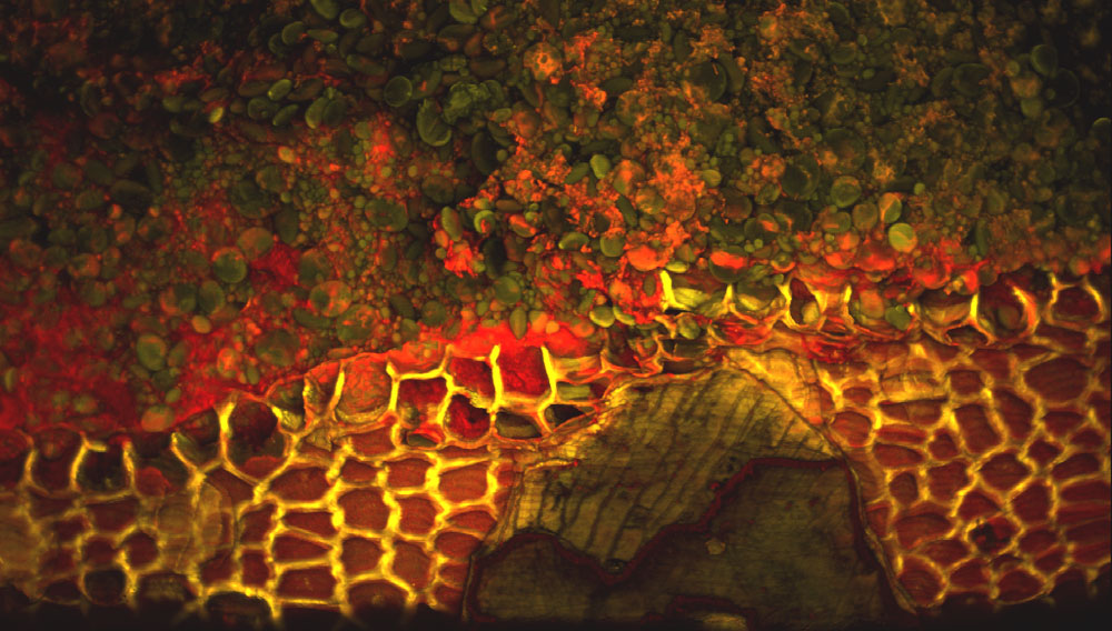 Unterseite eines Weizenmalzkorns in der Konfokalen Laser-Scan-Mikroskopie (CLSM)