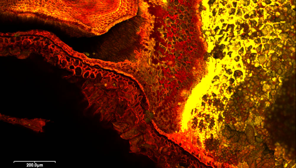 Roggen, Blattkeimanlage mit Schildchen und Übergang ins Endosperm; Konfokale Laser-Scan-Mikroskopie (CLSM)