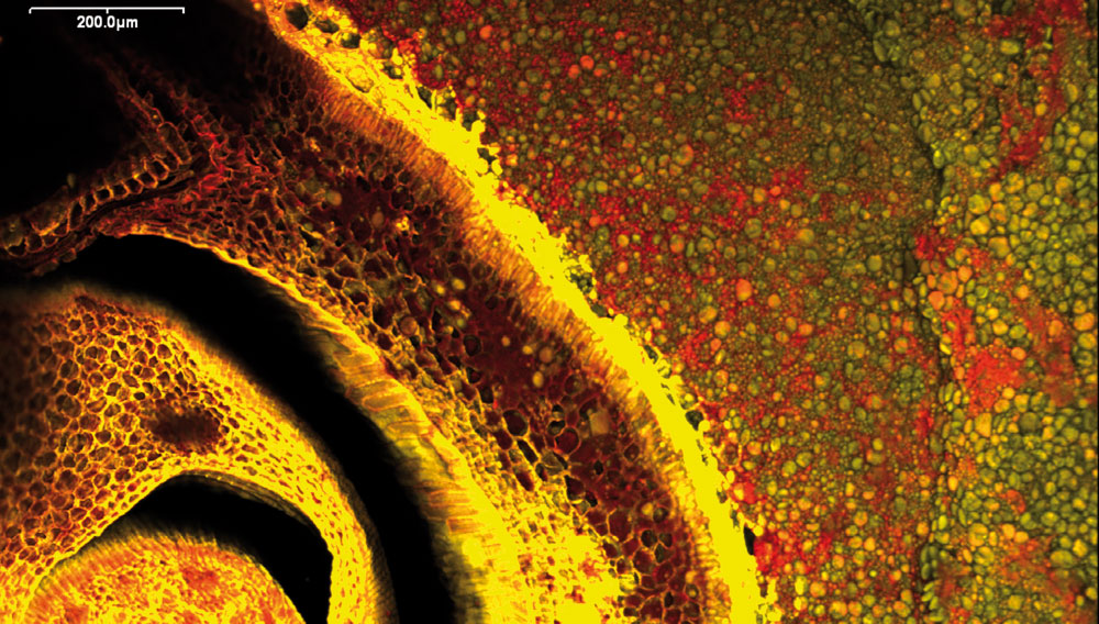 Weizenkorn (Rohfrucht) in der Konfokalen Laser-Scan-Mikroskopie (CLSM)