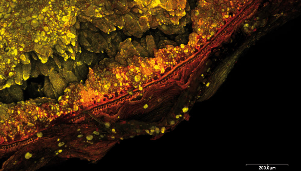 Roggenkorn (Rohfrucht): Blick auf die Kornspitze Konfokaler Laser-Scan-Mikroskopie (CLSM)