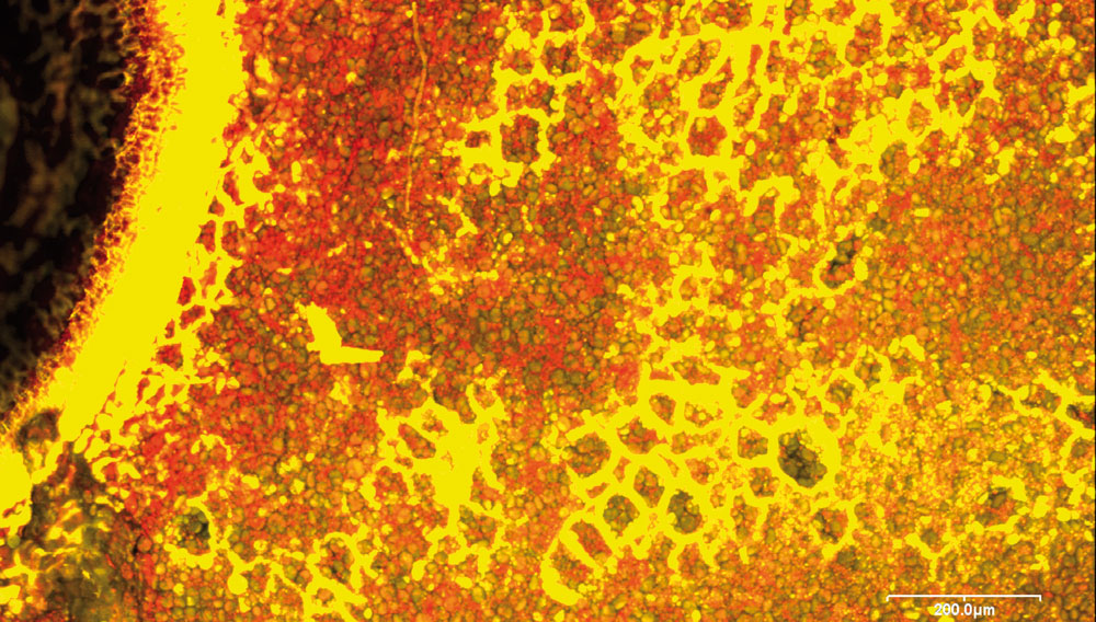 Gerstenkorn in der Konfokalen Laser-Scan-Mikroskopie (CLSM), zu sehen sind Teile von Keimling, Schildchen und Endosperm