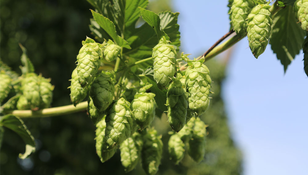 Huell Classic – the future of German hop nobility (Part 1)