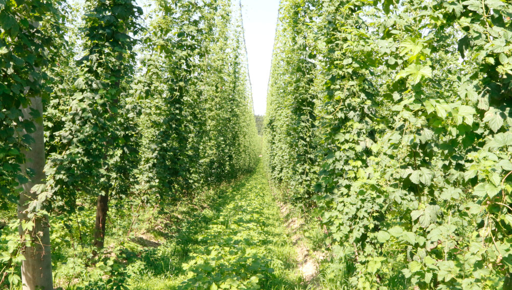 Beer monopoly podcast No. 6: Organic beers