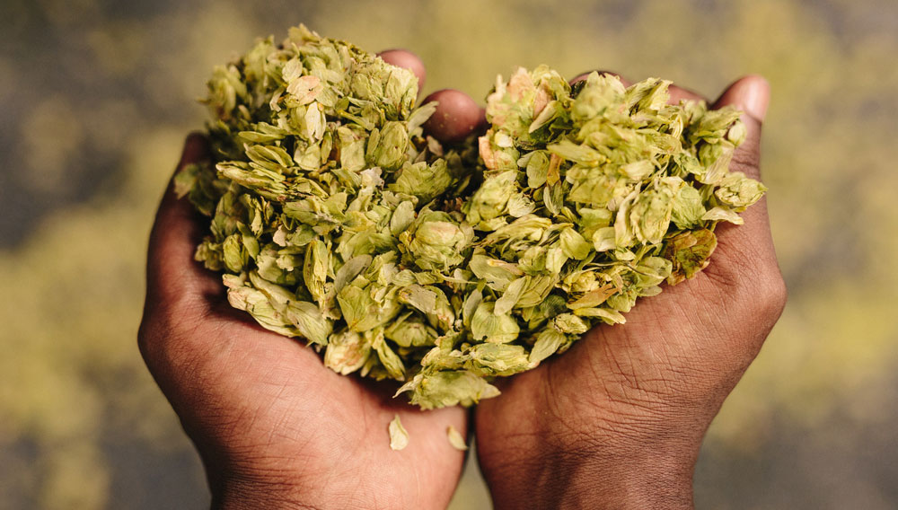 The new hop cultivars from Hüll have a name